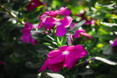 Close-up of pink flowering plant