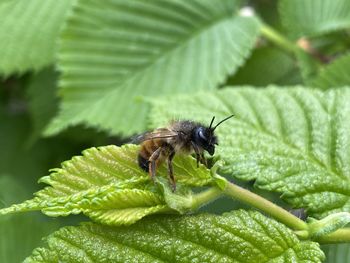 Close-up of insect on leaf