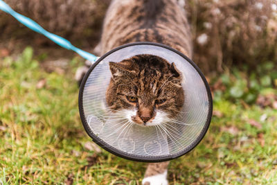 Cat in veterinary white plastic cone, called e-collar elizabethan collar on the head, 