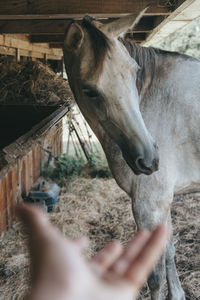 View of person hand with horse in farm