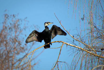 Low angle view of bird flying against blue sky