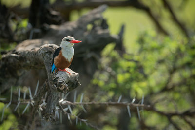 Grey-headed kingfisher eyes camera from dead branch