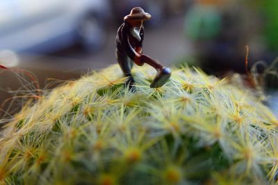 Close-up of statue on cactus plant