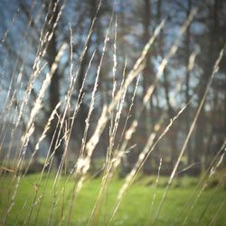 Close-up of plants growing on field against sky