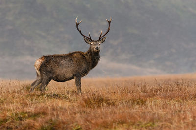 Portrait of deer standing on grassy field