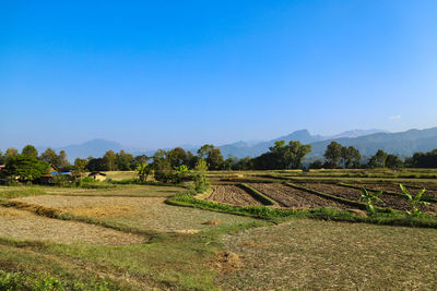 Scenic view of agricultural field against clear sky