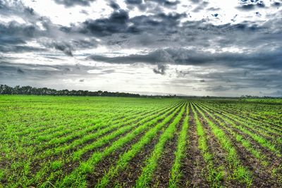 Scenic view of field against cloudy sky