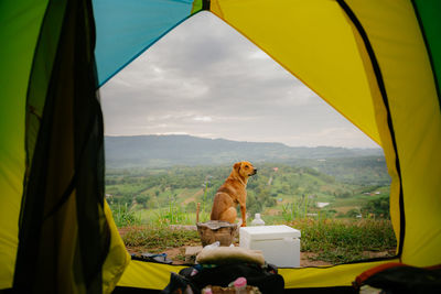 View of a horse looking through window