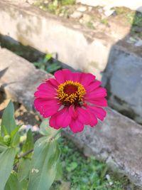 Close-up of pink flower