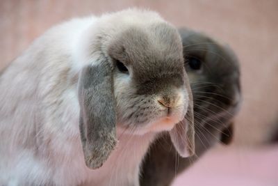 Close-up of rabbit