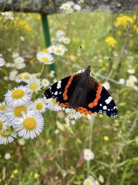 Close-up of butterfly pollinating on flower