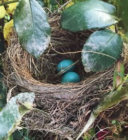 High angle view of bird in nest