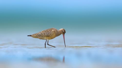 Low angle view of bird in water