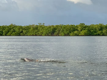 View of turtle swimming in sea