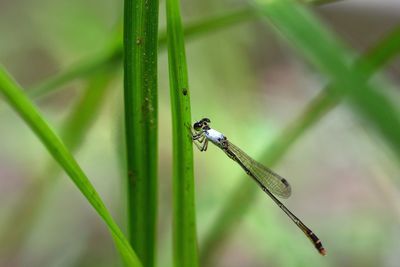 Close-up of insect on grass