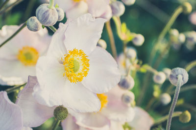 Close-up of white flowers