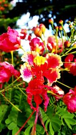 Close-up of red flowers blooming outdoors