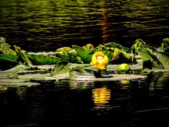 Close-up of lotus water lily in lake