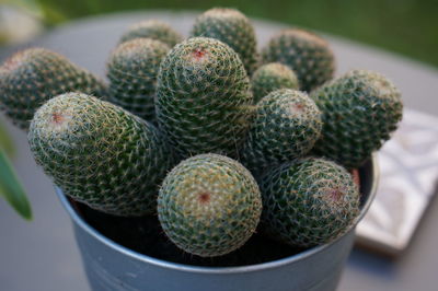 Close-up of succulent plant