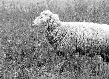 Side view of a sheep on field