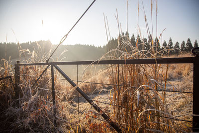 Plants on field against sky during winter