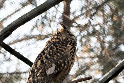 Low angle view of owl perching on tree