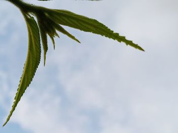 Low angle view of plant leaves against sky