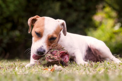 Close-up portrait of dog