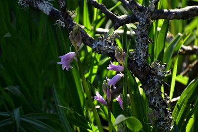 Close-up of purple flowering plant