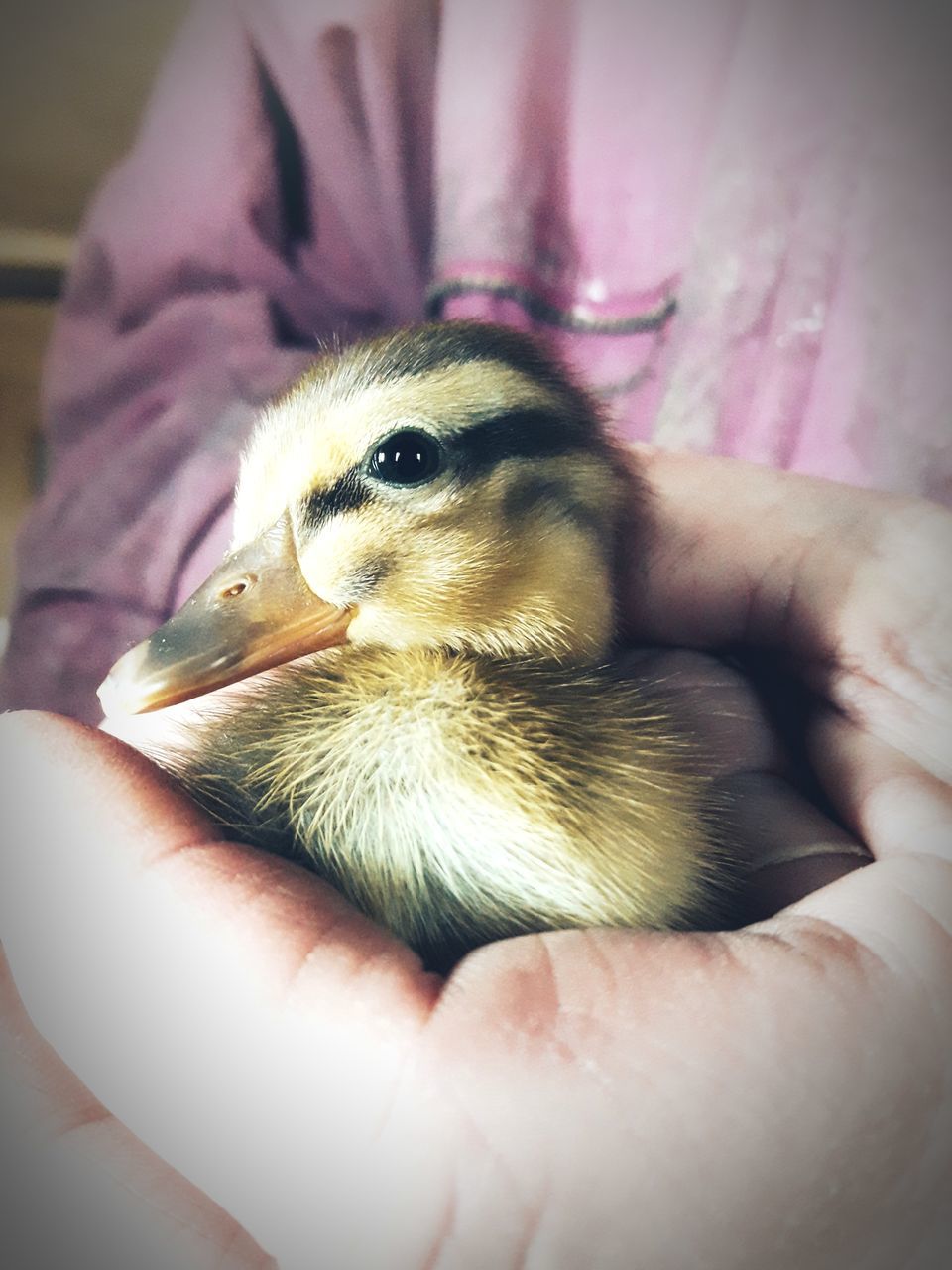 bird, animal themes, animal, close-up, hand, beak, young animal, one animal, holding, young bird, one person, duck, pet, animal wildlife, domestic animals, water bird, focus on foreground, baby chicken, care, macro photography, mammal, wildlife