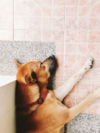 High angle view of a dog on tiled floor