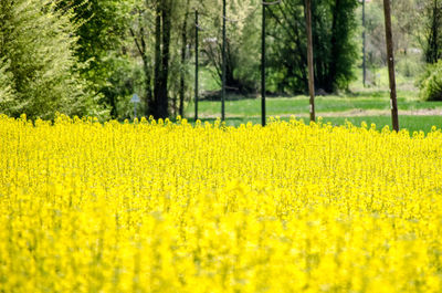 Scenic view of oilseed rape field