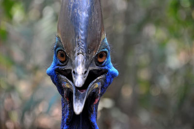 Close-up portrait of cassowary