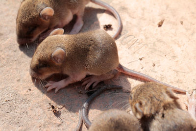 High angle view of two mouses on land