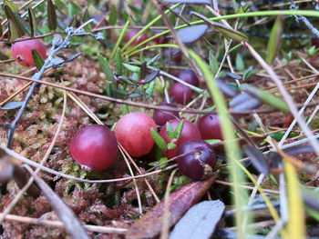 Close-up of fruits growing on field