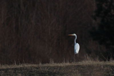 Gray heron on field