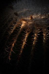 Low angle view of firework display at night