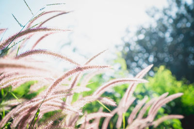 Close-up of stalks in field against sky