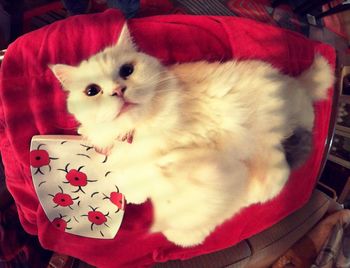 High angle portrait of cat relaxing at home