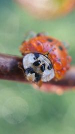 Close-up of ladybug on leaf