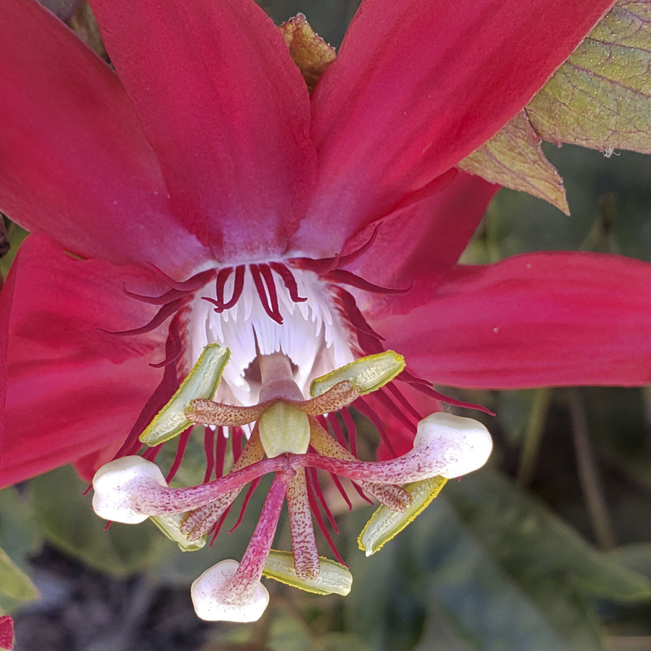 CLOSE-UP OF PINK ROSE FLOWER