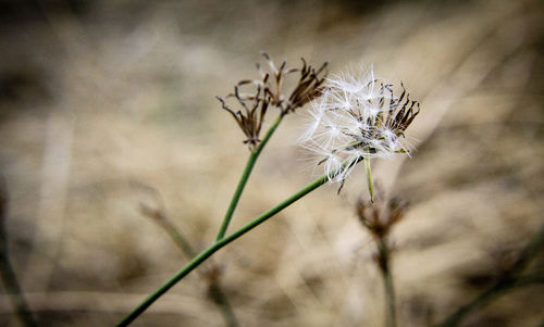 Close-up of white wildflowers