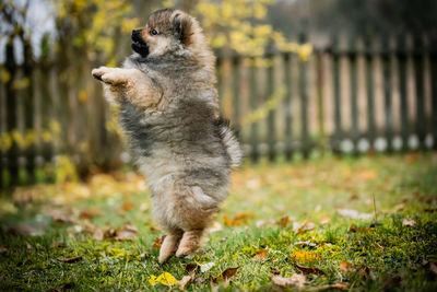 Full length of a dog on field