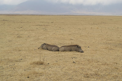 View of cat lying on land