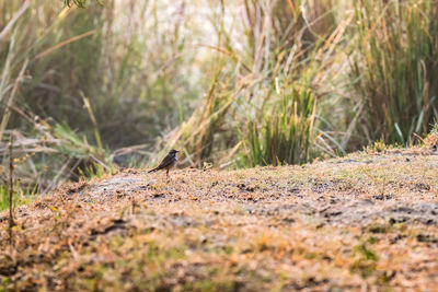 Bird perching on a field