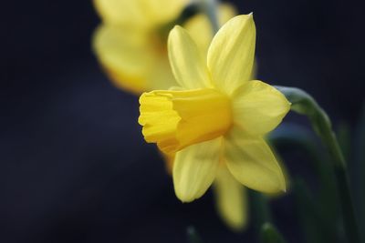 Close-up of yellow daffodil flower