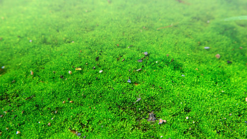 High angle view of grassy field