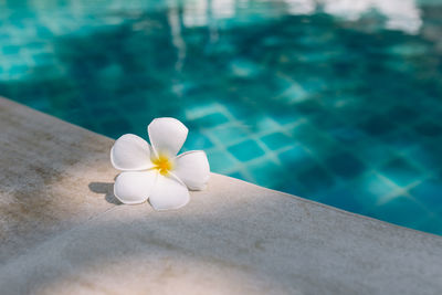 Close-up of white flower in swimming pool