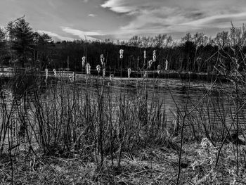 Scenic view of lake in field against sky