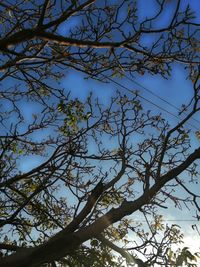 Low angle view of silhouette tree against clear blue sky